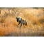 Hyena photo