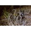 Renget Meadow dina leungeun tina tarantula Rusia Selatan