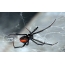 Araña de viúva negra