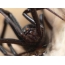 سیاہ بیوہ مکڑی: قریبی اپ تصویر