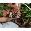 Μαύρη αράχνη χήρας