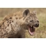 Grin of hyena