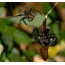 Laba-laba janda hitam dengan mangsa