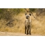 Hyena фотосуреті