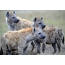 Flock of hyenas