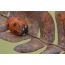 Ladybird ໃນຢອດຂອງ dew ເຊົ້າ
