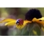 Ladybug сары гүлде