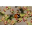 Ladybug op guon blommen
