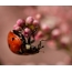ʻO Ladybug