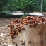 Ladybugs به چنگال چسبیده (عکس گرفته شده در جنگل ملی سکویا)