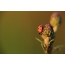 Ladybugs برگ های گیاهان را انتخاب کرده اند