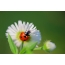 Ladybug a kan daisy