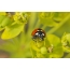 ʻO Ladybug