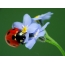 Ladybug sa forget-me-nots