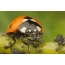 Ladybug тағамын жейді