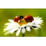 Ladybug sa daisy