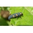 Larva Ladybird