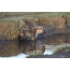 Foto einer Hyäne in der Nähe des Wassers