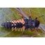 Azijska Ladybug Larva (Harmonia axyridis)