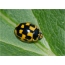Ladybug ta 'erba' punti (Propylea quatuordecimpunctata)