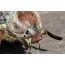 Kapala kumbang Méi: poto close up