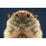 Maybug hode: nærbilde foto