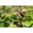 Escarabajo de mayo despega de las ramitas