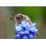 Eastern beetle on a blue flower