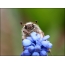Kumbang timur pada bunga biru