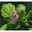 Sit beetle orientalem