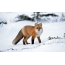 Fox bilde om vinteren