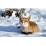 Fox sta riposando nella neve