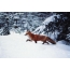 Foto: Fox om vinteren går på snø