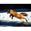 Foto líška skáče cez zamrznutý prúd