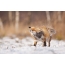 Vakre foxfoto om vinteren