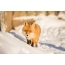 Foto de zorro en invierno