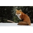 Fox fotografie v zime