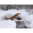 Fox fotografija zimi