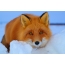 Fox fotky v snehu