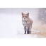 Fox foto na snowfall