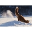 Fox om vinteren fanger en mus