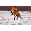 Fox fotky na lov v zime