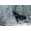 Photo nan Elk nan sezon fredi