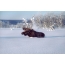 Foto rusa di musim sejuk
