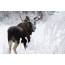 Φωτογραφία του elk το χειμώνα