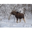 Φωτογραφία του elk το χειμώνα
