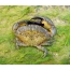 Sand crab (Xantho poressa)