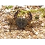 Μάρμαρο καβούρι (Pachygrapsus marmoratus)