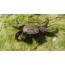 ICrable Crab (Pachygrapsus marmoratus)