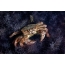 Den firkantede hårete krabben (Erimacrus isenbeckii)